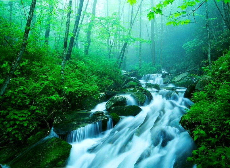 Stream in Forest — Green, Serene, Morning, Photograph