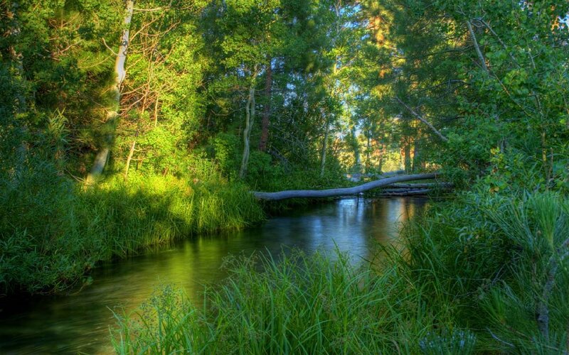 Stream in Forest — Green, Serene, Morning, Photograph, Trees, Fallen Log, Grass
