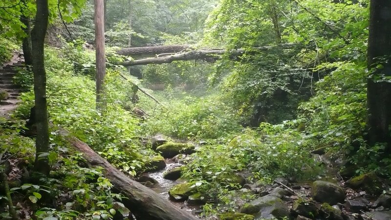 Stream in Forest — Green, Serene, Morning, Photograph, Trees, Fallen Log, Rocks, Moss
