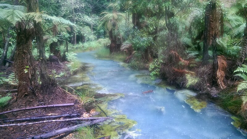Stream in Forest — Green, Serene, Morning, Photograph, Trees, Ferns, Moss