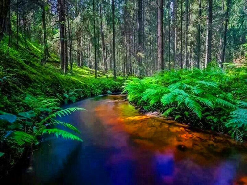 Stream in Forest — Green, Serene, Morning, Photograph, Trees, Ferns, River