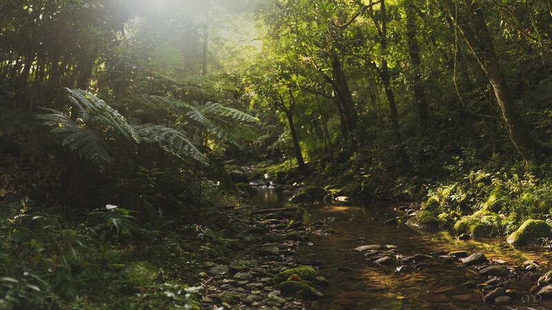 Stream in Forest — Green, Serene, Morning, Photograph, Trees, Ferns, Rocks