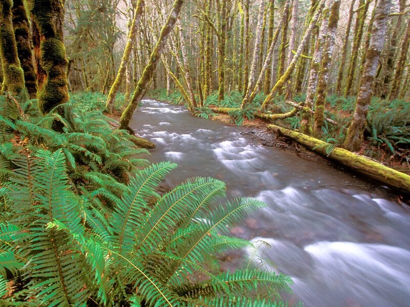 Stream in Forest — Green, Serene, Morning, Photograph, Trees, Ferns