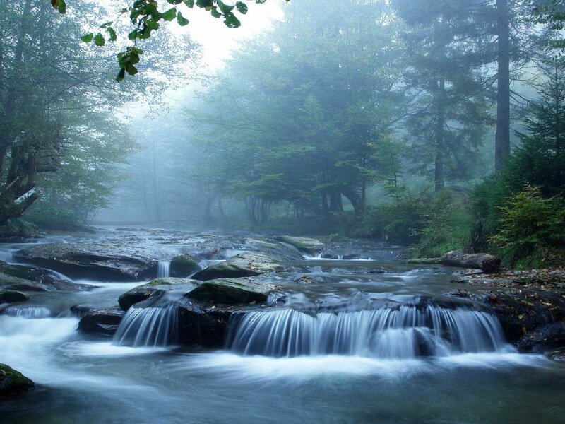 Stream in Forest — Green, Serene, Morning, Photograph, Trees, Fog