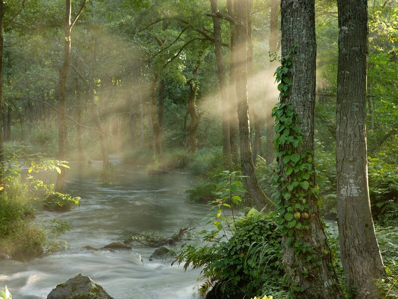 Stream in Forest — Green, Serene, Morning, Photograph, Trees, River, Sunlight, Ivy