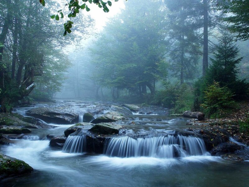 Stream in Forest — Green, Serene, Morning, Photograph, Trees, Rocks, Fog