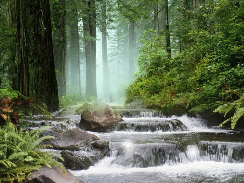 Stream in Forest — Green, Serene, Morning, Photograph, Trees, Rocks, Mist, Brown