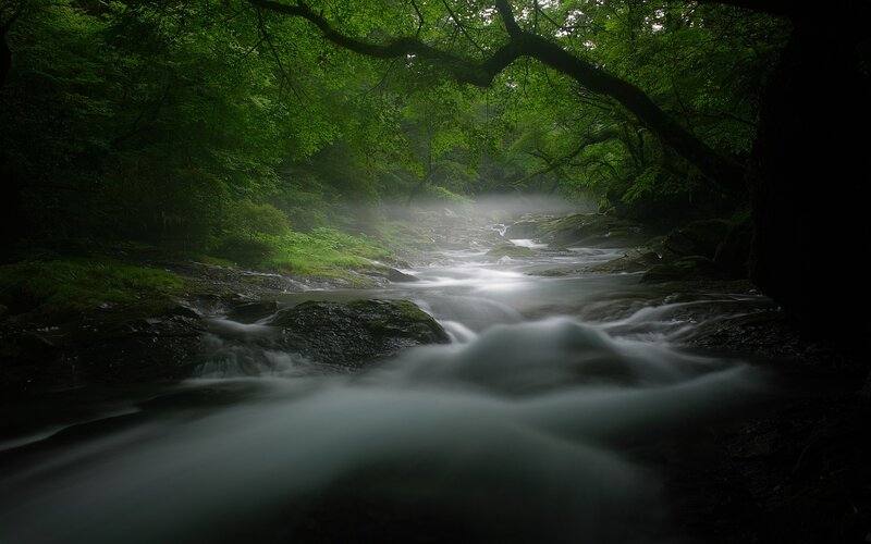 Stream in Forest — Green, Serene, Morning, Photograph, Trees, Rocks, Mist, White, Black