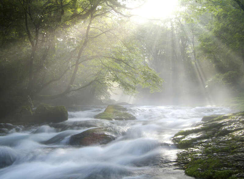Stream in Forest — Green, Serene, Morning, Photograph, Trees, Rocks, Moss, Sunlight