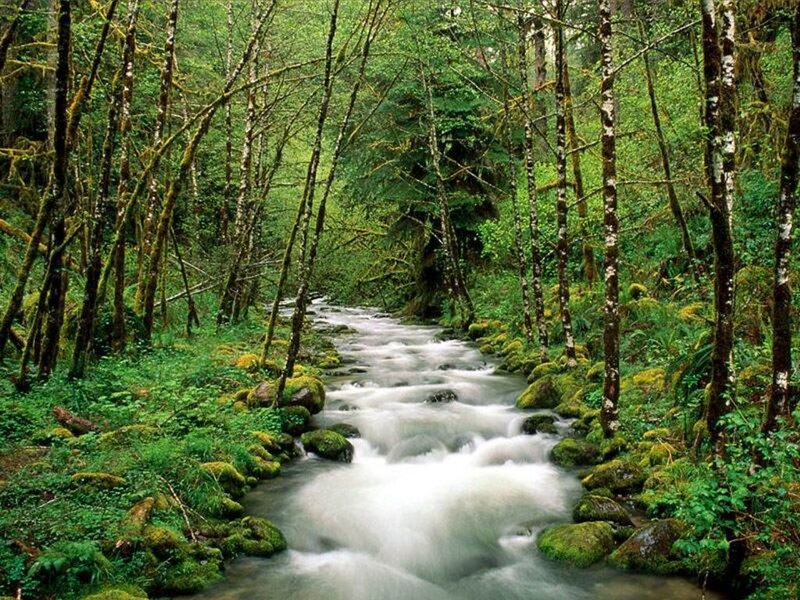 Stream in Forest — Green, Serene, Morning, Photograph, Trees, Rocks, Moss, White, Brown