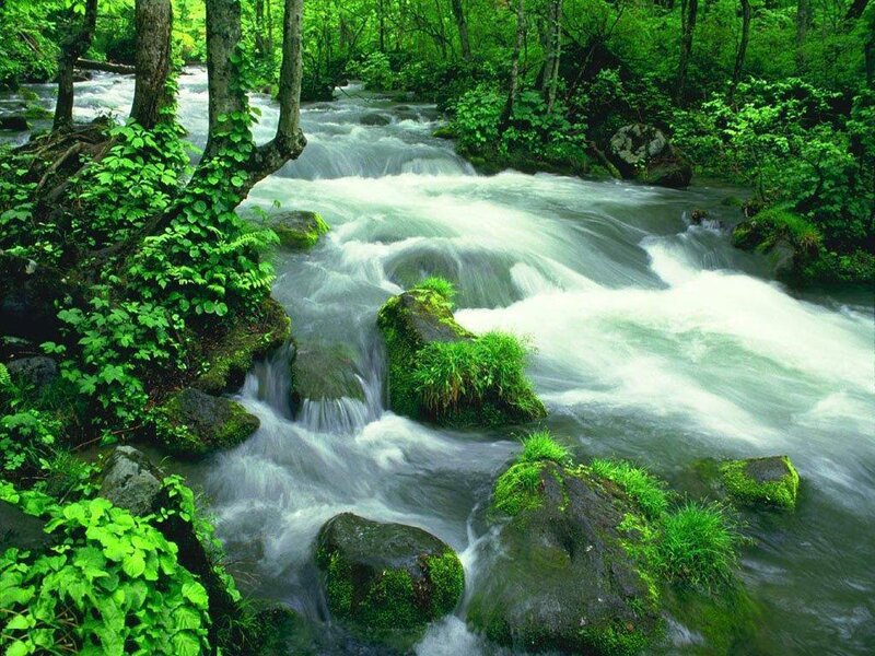 Stream in Forest — Green, Serene, Morning, Photograph, Trees, Rocks, Moss, White, Gray