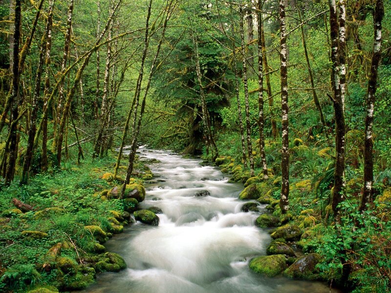 Stream in Forest — Green, Serene, Morning, Photograph, Trees, Rocks, Moss, White