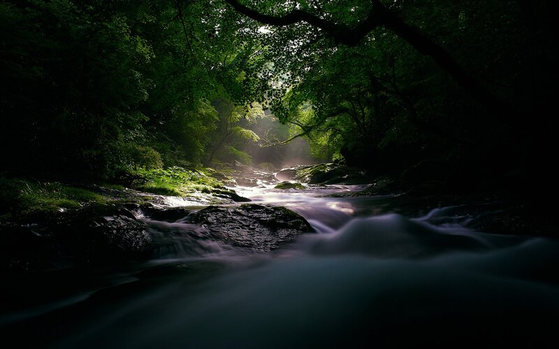 Stream in Forest — Green, Serene, Morning, Photograph, Trees, Rocks, Sunlight, Black