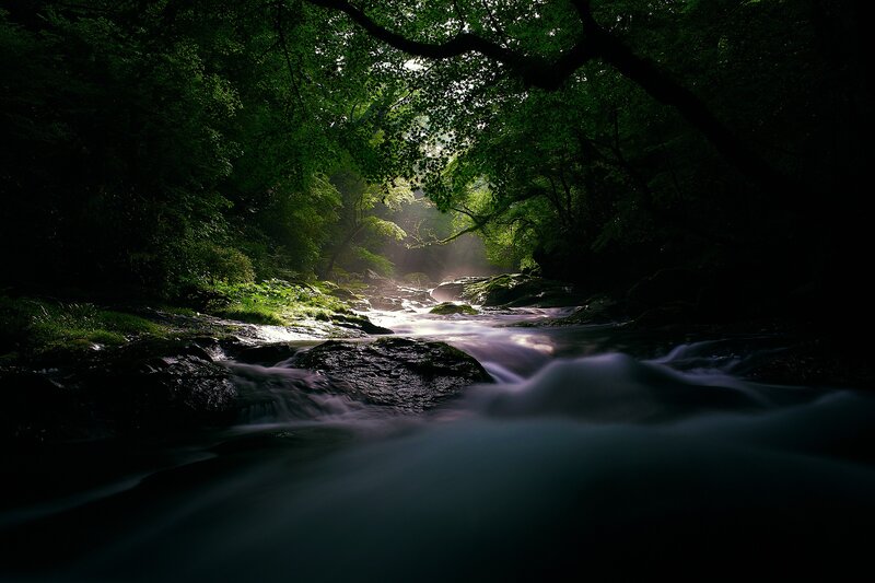 Stream in Forest — Green, Serene, Morning, Photograph, Trees, Rocks, Sunlight, Black, White
