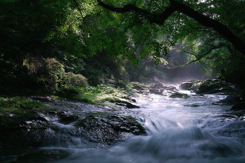 Stream in Forest — Green, Serene, Morning, Photograph, Trees, Rocks, Sunlight, Blue, White