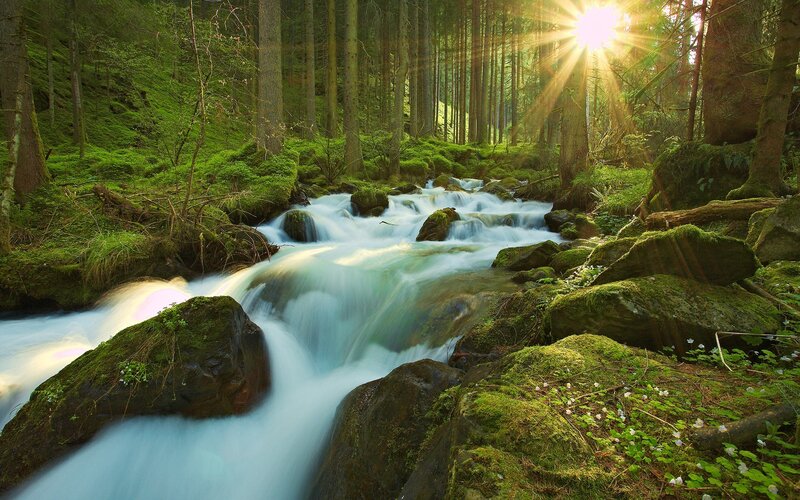 Stream in Forest — Green, Serene, Morning, Photograph, Trees, Rocks, Sunlight, Brown