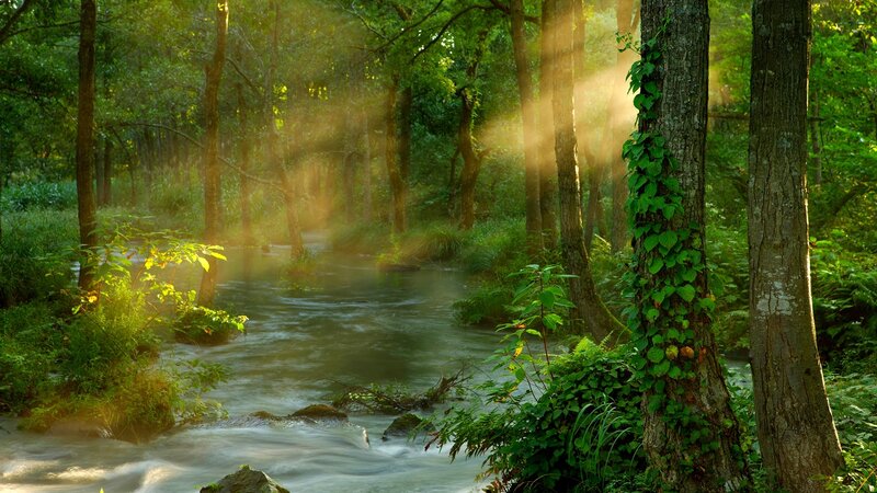 Stream in Forest — Green, Serene, Morning, Photograph, Trees, Sunlight, River, Ivy, Brown