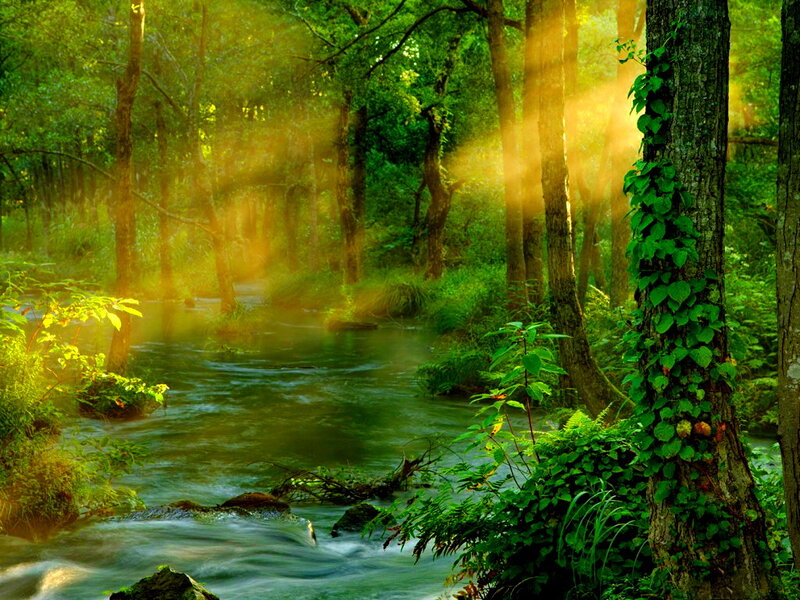 Stream in Forest — Green, Serene, Morning, Photograph, Trees, Sunlight, River, Ivy
