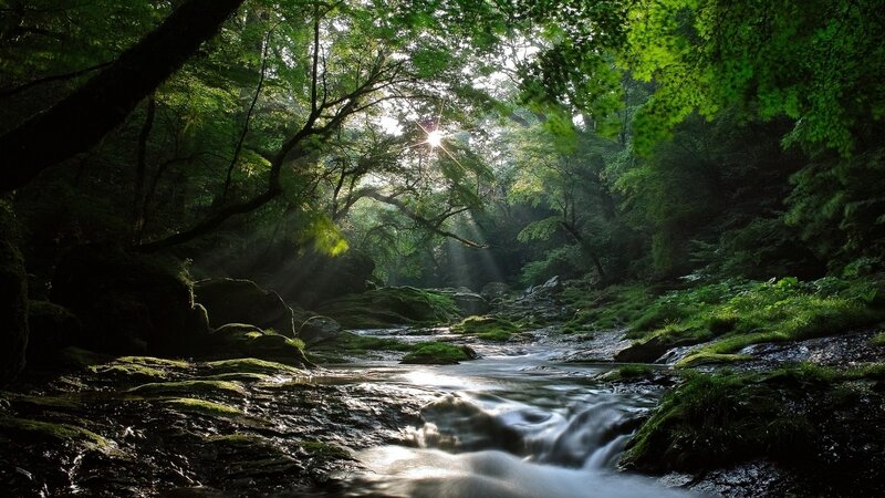 Stream in Forest — Green, Serene, Morning, Photograph, Trees, Sunlight, Rocks, Moss, Brown