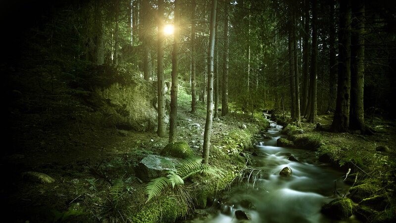 Stream in Forest — Green, Serene, Morning, Photograph, Trees, Sunlight, Rocks, Moss