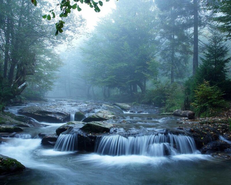 Stream in Forest — Green, Serene, Morning, Photograph, Trees