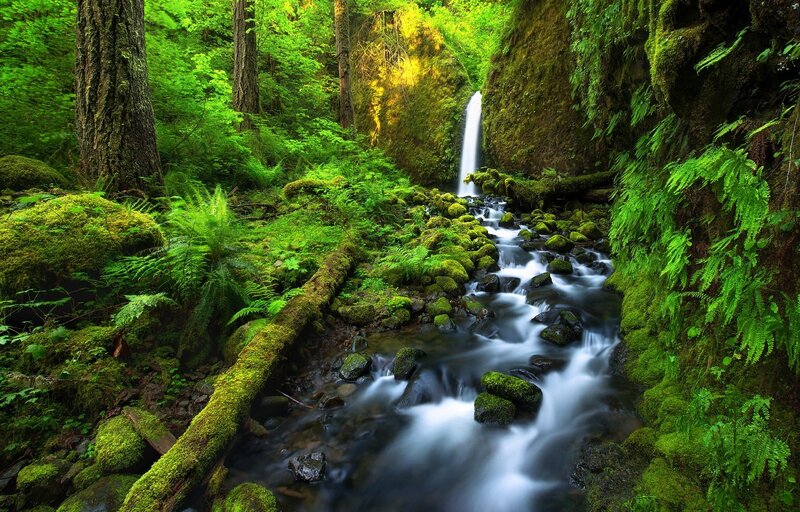 Stream in Forest — Green, Serene, Morning, Photograph, Waterfall, Moss, Ferns