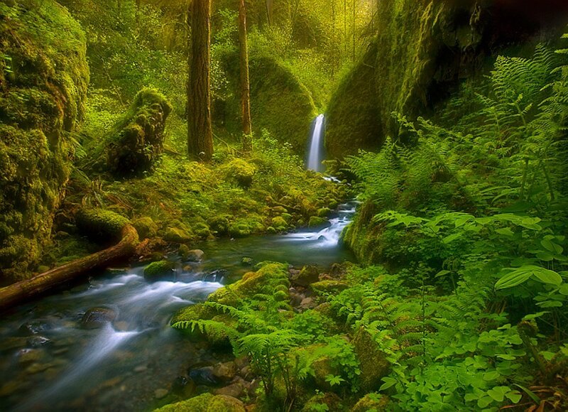Stream in Forest — Green, Serene, Morning, Photograph, Waterfall, Moss, Trees
