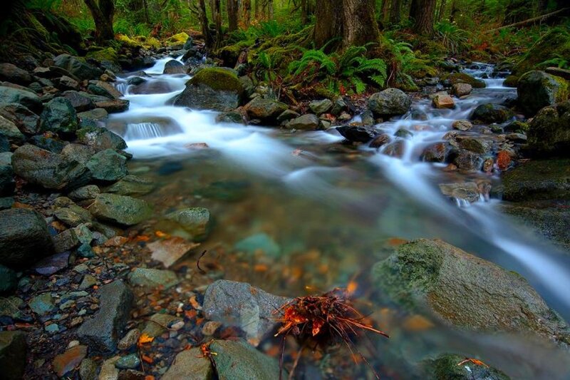 Stream in Forest — Green, Serene, Morning