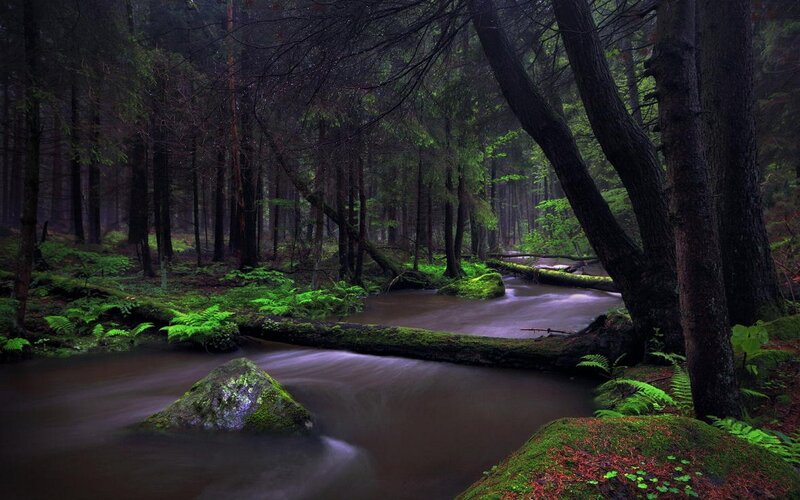 Stream in Forest — Green, Serene, Night, Photograph, Trees, Moss