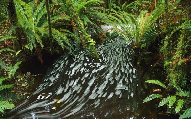 Stream in Forest — Green, Serene, Photograph, Ferns, Trees, Moss