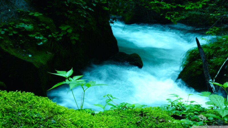 Stream in Forest — Green, Serene, Photograph, Moss, Rocks, Plants