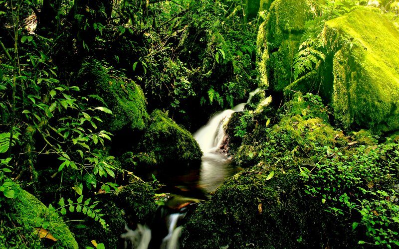 Stream in Forest — Green, Serene, Photograph, Moss, Rocks