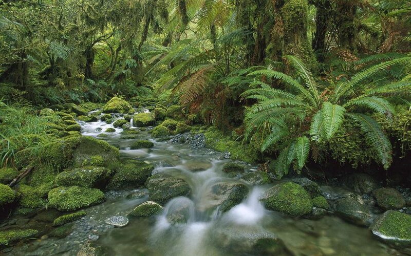 Stream in Forest — Green, Serene, Photograph, Moss