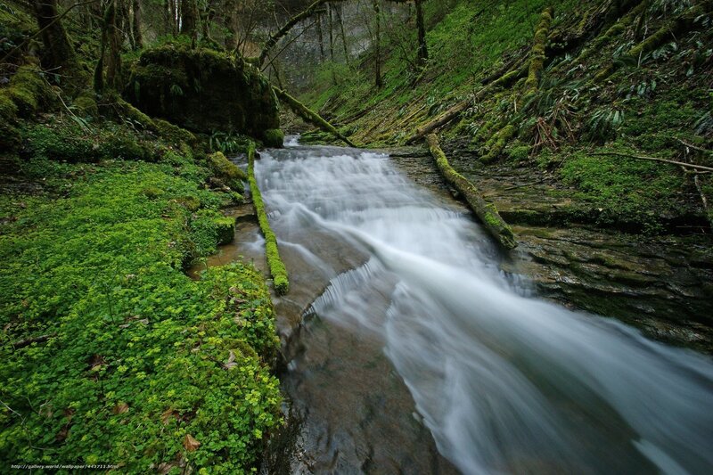 Stream in Forest — Green, Serene, Photograph, Moss, Trees, Rocks