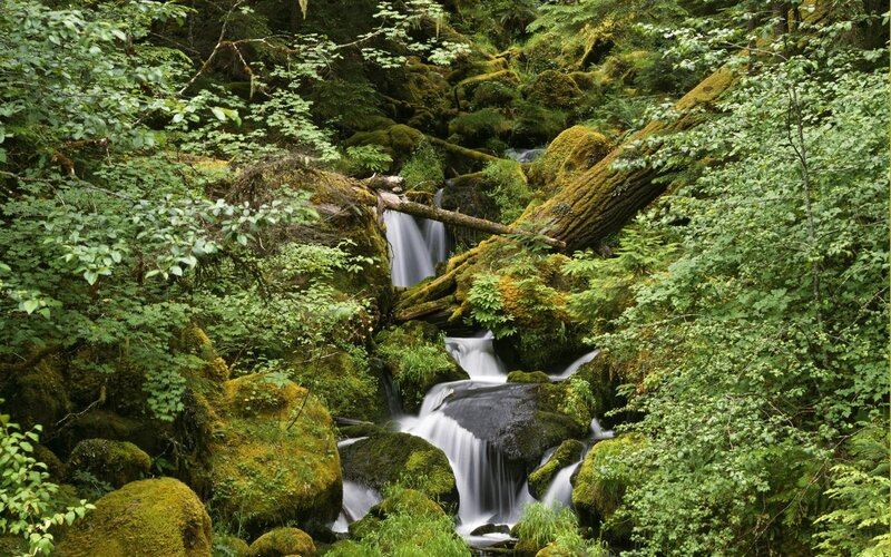 Stream in Forest — Green, Serene, Photograph, Moss, Trees
