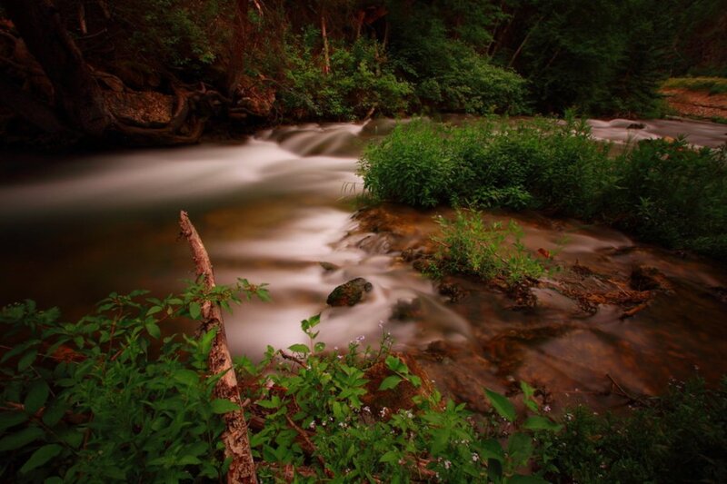Stream in Forest — Green, Serene, Photograph, Plants