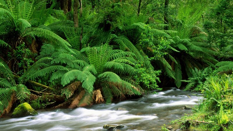 Stream in Forest — Green, Serene, Photograph, River, Ferns