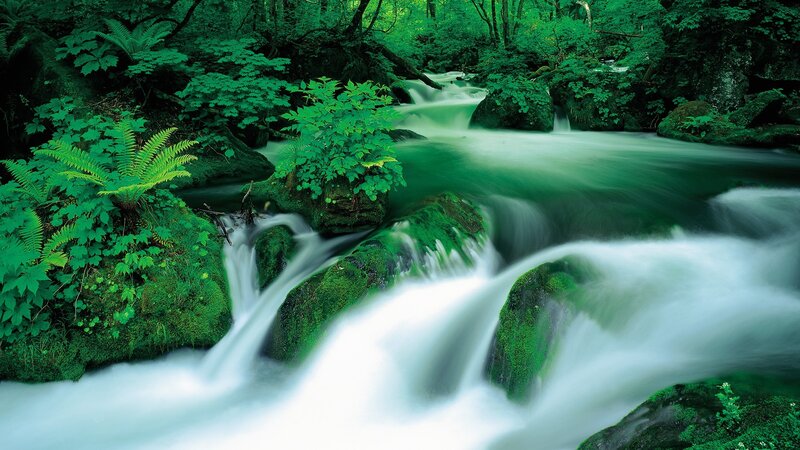 Stream in Forest — Green, Serene, Photograph, River, Rocks