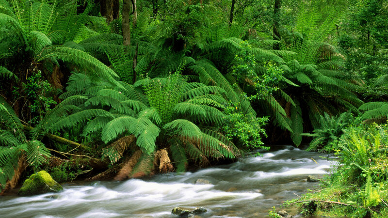 Stream in Forest — Green, Serene, Photograph, River