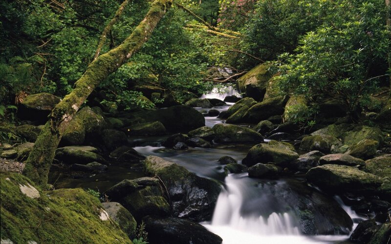 Stream in Forest — Green, Serene, Photograph, Rocks, Moss, Trees, Brown, White