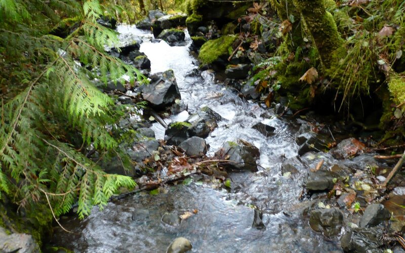 Stream in Forest — Green, Serene, Photograph, Rocks, Moss, Trees, Gray