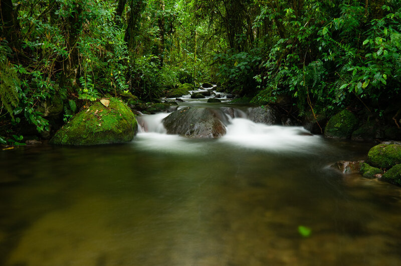 Stream in Forest — Green, Serene, Photograph, Rocks, Moss, Trees