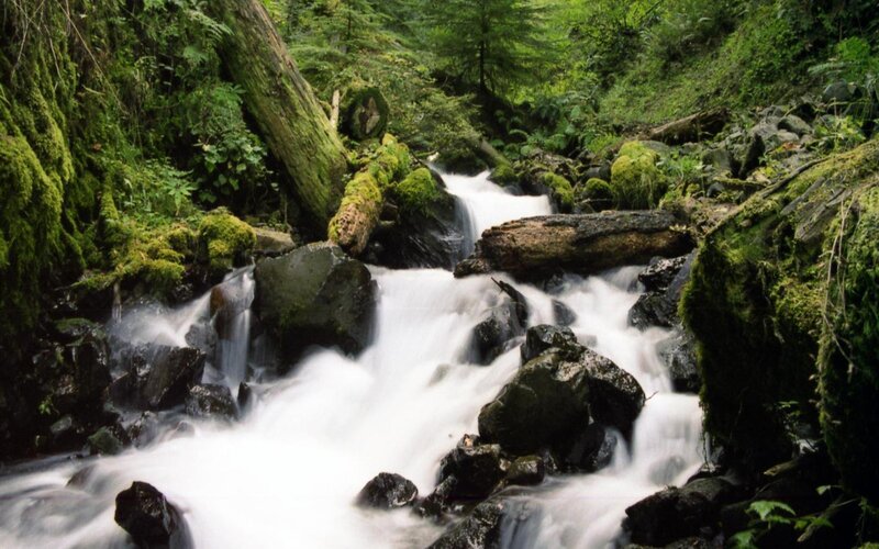 Stream in Forest — Green, Serene, Photograph, Rocks