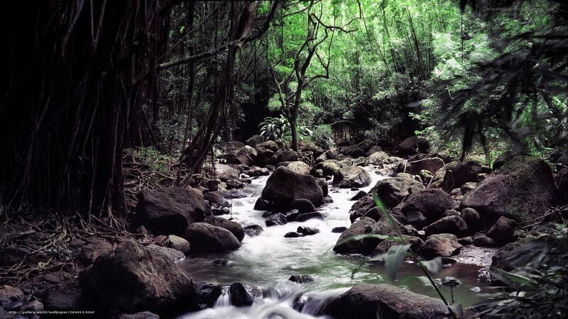 Stream in Forest — Green, Serene, Photograph, Rocks, Trees, Bushes