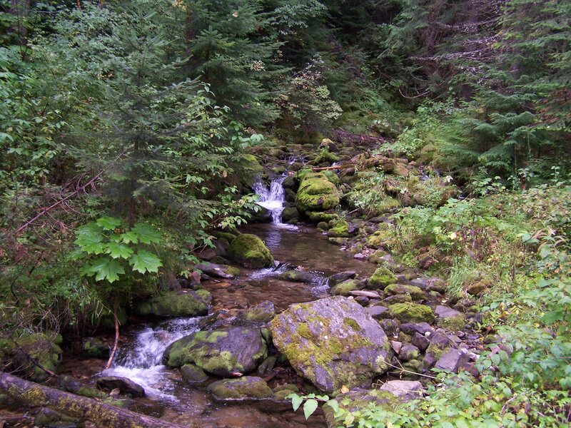Stream in Forest — Green, Serene, Photograph, Rocks, Trees, Moss