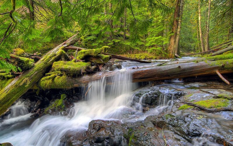 Stream in Forest — Green, Serene, Photograph