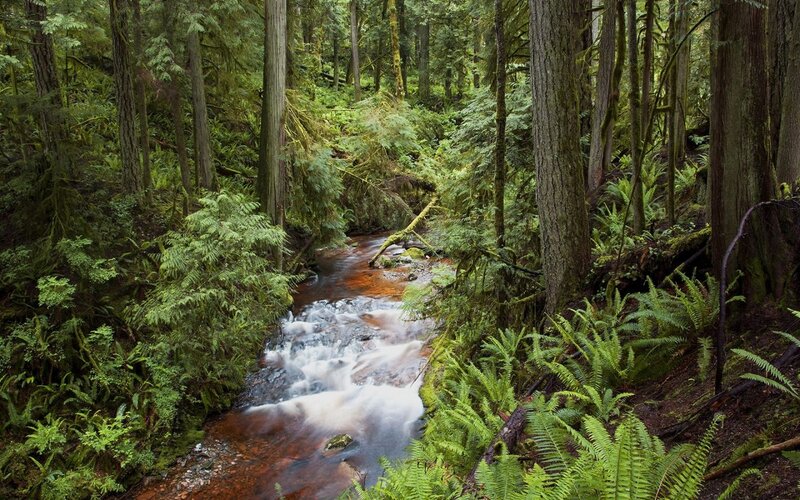 Stream in Forest — Green, Serene, Photograph, Trees, Ferns