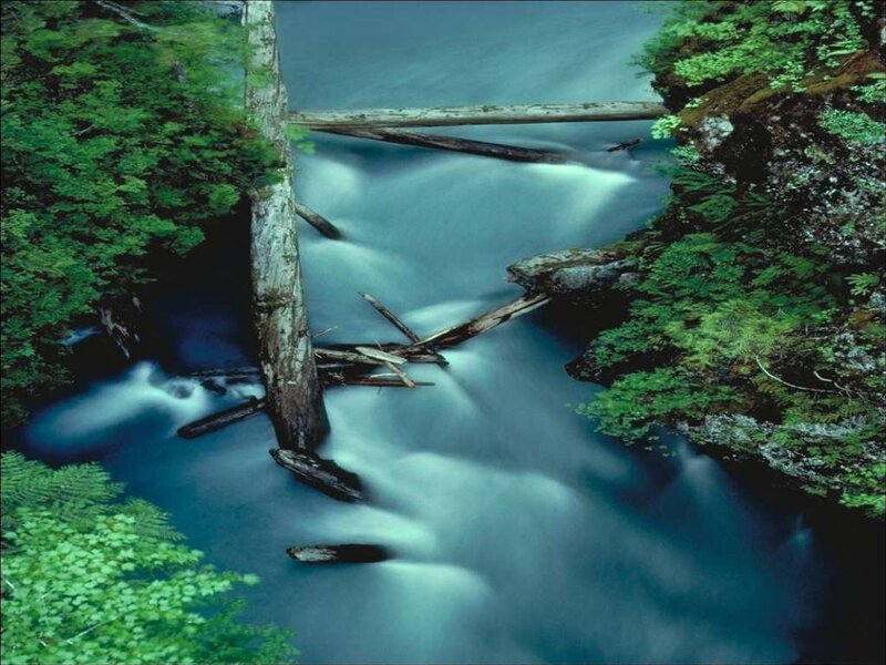 Stream in Forest — Green, Serene, Photograph, Trees, Logs