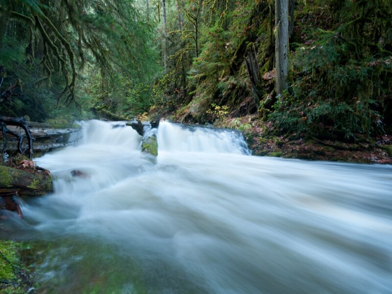 Stream in Forest — Green, Serene, Photograph, Trees, Moss, Fallen Log