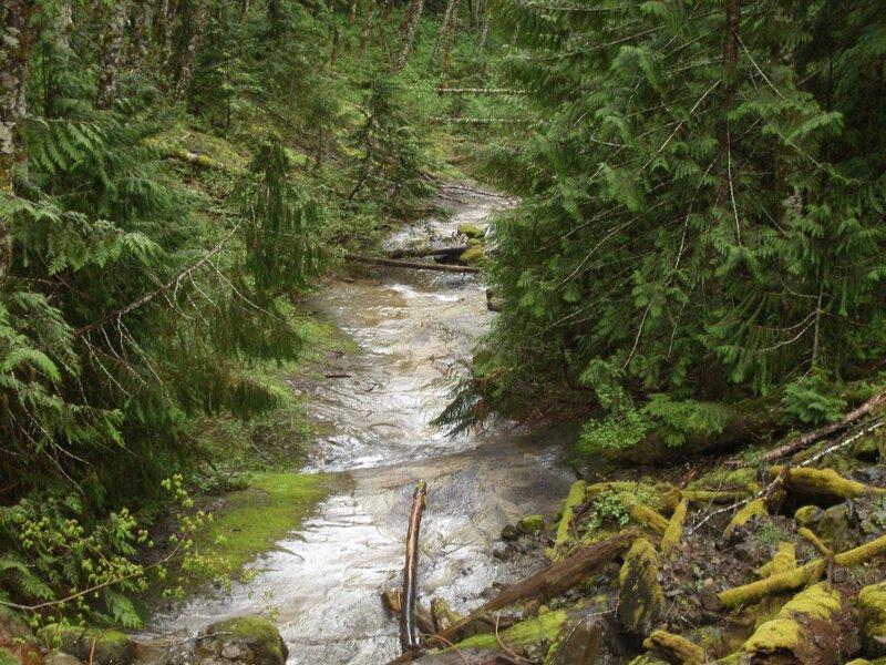 Stream in Forest — Green, Serene, Photograph, Trees, Moss